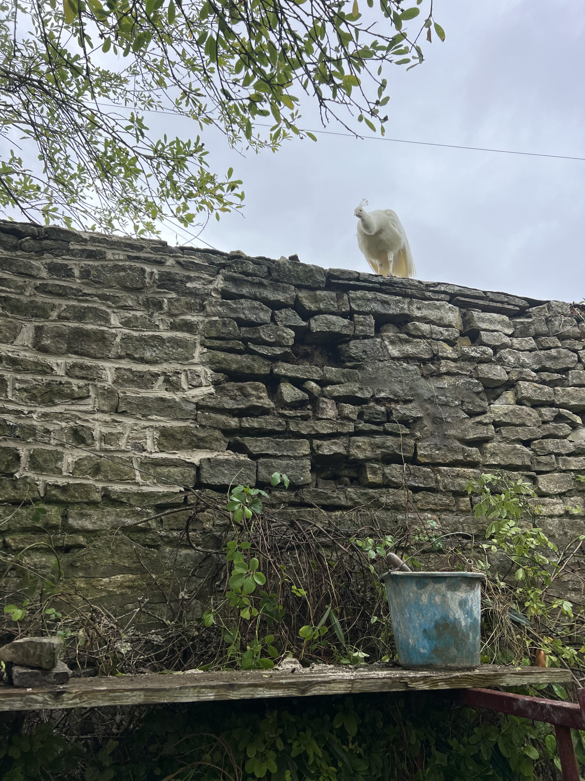 00CC353F-97DA-43AC-B107-FA90BBF036AC